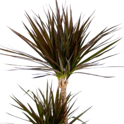 Dracaena Marginata Magenta - Op Stam - Drakenbloedboom - P24 H140 - Kamerplant -Tuinplantenwinkel dracaena marginata magenta op stam drakenbloedboom p24 h140 kamerplant 4