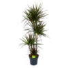 Dracaena Marginata Magenta - Op Stam - Drakenbloedboom - P27 H150 - Kamerplant -Tuinplantenwinkel dracaena marginata magenta op stam drakenbloedboom p27 h150 1