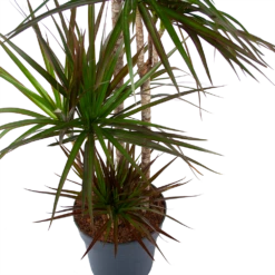 Dracaena Marginata Magenta - Op Stam - Drakenbloedboom - P27 H150 - Kamerplant 7 Dracaena Marginata Magenta - Op Stam - Drakenbloedboom - P27 H150 - Kamerplant -Tuinplantenwinkel dracaena marginata magenta op stam drakenbloedboom p27 h150 5