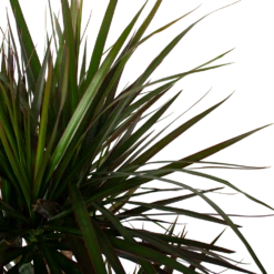 Dracaena Marginata Magenta - Op Stam - Drakenbloedboom - P27 H150 - Kamerplant 8 Dracaena Marginata Magenta - Op Stam - Drakenbloedboom - P27 H150 - Kamerplant -Tuinplantenwinkel dracaena marginata magenta op stam drakenbloedboom p27 h150 6