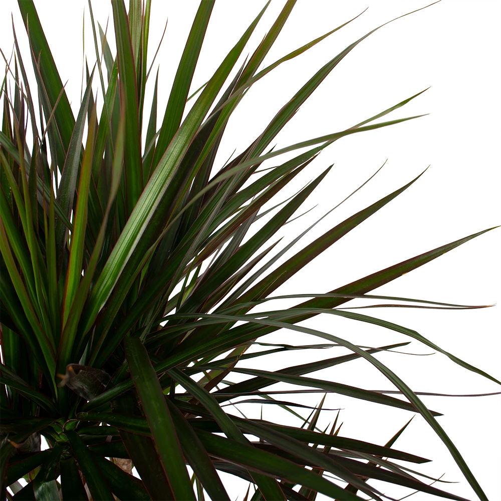 Dracaena Marginata Magenta - Op Stam - Drakenbloedboom - P27 H150 - Kamerplant 5 Dracaena Marginata Magenta - Op Stam - Drakenbloedboom - P27 H150 - Kamerplant - Afbeelding 3