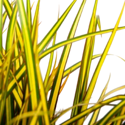 Dracaena Marginata Sunray - Op Stam - Drakenbloedboom - P21 H110 - Kamerplant -Tuinplantenwinkel dracaena marginata sunray op stam drakenbloedboom p24 h80 5 2