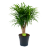 Dracaena Reflexa Anita - Enkele Stam - Drakenbloedboom - P21 H80 - Kamerplant 2 Dracaena Reflexa Anita - Enkele Stam - Drakenbloedboom - P21 H80 - Kamerplant -Tuinplantenwinkel dracaena reflexa anita drakenbloedboom p21 h80 4