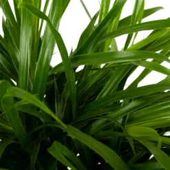 Dracaena Reflexa Anita - Enkele Stam - Drakenbloedboom - P21 H80 - Kamerplant -Tuinplantenwinkel dracaena reflexa anita drakenbloedboom p21 h80 5