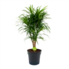 Dracaena Reflexa Anita - Enkele Stam - Drakenbloedboom-p24 H110 - Kamerplant -Tuinplantenwinkel dracaena reflexa anita drakenbloedboom p24 h110 4