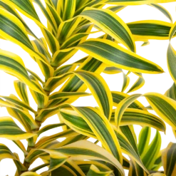 Dracaena Reflexa Song Of India - Vertakt - Drakenbloedboom - P24 H80 - Kamerplant -Tuinplantenwinkel dracaena reflexa song of indiadrakenbloedboom p24 h80 5