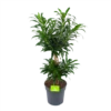 Dracaena Reflexa - Vertakt - Drakenbloedboom - P24 H90 - Kamerplant 2 Dracaena Reflexa - Vertakt - Drakenbloedboom - P24 H90 - Kamerplant -Tuinplantenwinkel dracaena reflexa vertakt drakenbloedboom p24 h90 1 3
