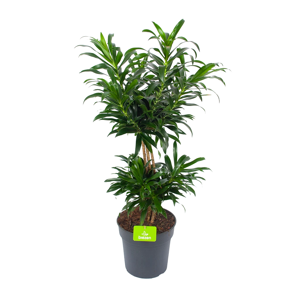 Dracaena Reflexa - Vertakt - Drakenbloedboom - P24 H90 - Kamerplant 3 Dracaena Reflexa - Vertakt - Drakenbloedboom - P24 H90 - Kamerplant