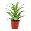 Dracaena White Jewel - Drakenbloedboom - P17 H45 - Kamerplant 2 Dracaena White Jewel - Drakenbloedboom - P17 H45 - Kamerplant -Tuinplantenwinkel dracaena white jewel drakenbloedboom p17 h45 4