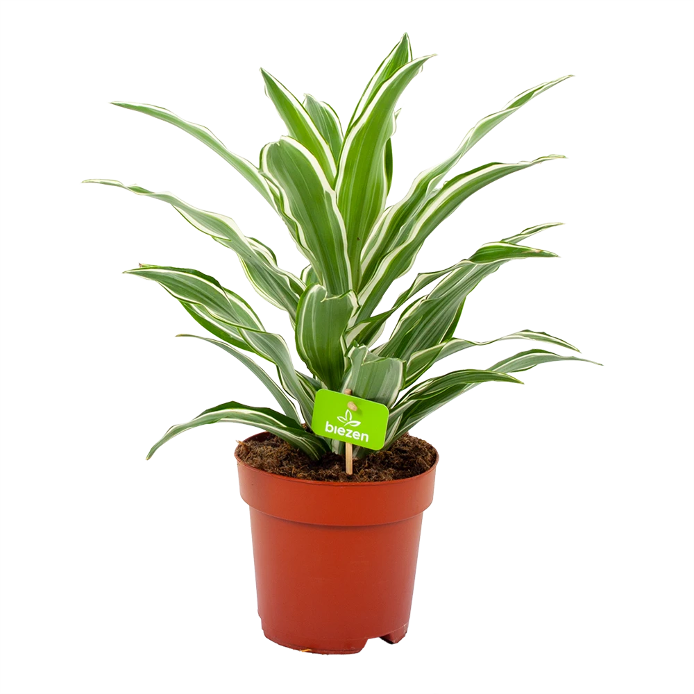 Dracaena White Jewel - Drakenbloedboom - P17 H45 - Kamerplant 3 Dracaena White Jewel - Drakenbloedboom - P17 H45 - Kamerplant