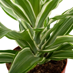 Dracaena White Jewel - Drakenbloedboom - P17 H45 - Kamerplant 6 Dracaena White Jewel - Drakenbloedboom - P17 H45 - Kamerplant -Tuinplantenwinkel dracaena white jewel drakenbloedboom p17 h45 5
