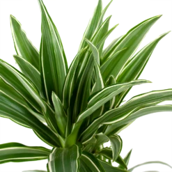 Dracaena White Stripe - Op Stam - Drakenbloedboom - P17 H65 - Kamerplant -Tuinplantenwinkel dracaena white stripe drakenbloedboom p17 h55 5