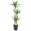 Dracaena White Stripe - Op Stam - Drakenbloedboom - P24 H150 - Kamerplant 2 Dracaena White Stripe - Op Stam - Drakenbloedboom - P24 H150 - Kamerplant -Tuinplantenwinkel dracaena white stripe op stam drakenbloedboom p24 h150 1 1