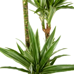 Dracaena White Stripe - Op Stam - Drakenbloedboom - P24 H150 - Kamerplant 7 Dracaena White Stripe - Op Stam - Drakenbloedboom - P24 H150 - Kamerplant -Tuinplantenwinkel dracaena white stripe op stam drakenbloedboom p24 h150 5 1