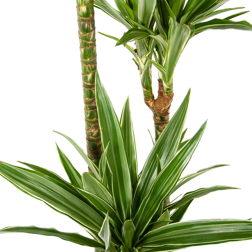 Dracaena White Stripe - Op Stam - Drakenbloedboom - P24 H150 - Kamerplant 4 Dracaena White Stripe - Op Stam - Drakenbloedboom - P24 H150 - Kamerplant - Afbeelding 2
