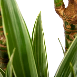 Dracaena White Stripe - Op Stam - Drakenbloedboom - P24 H150 - Kamerplant 8 Dracaena White Stripe - Op Stam - Drakenbloedboom - P24 H150 - Kamerplant -Tuinplantenwinkel dracaena white stripe op stam drakenbloedboom p24 h150 6 1