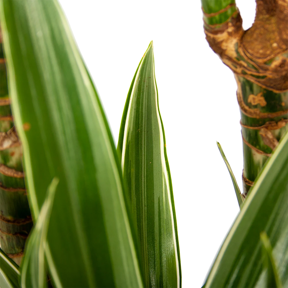 Dracaena White Stripe - Op Stam - Drakenbloedboom - P24 H150 - Kamerplant 5 Dracaena White Stripe - Op Stam - Drakenbloedboom - P24 H150 - Kamerplant - Afbeelding 3