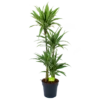 Dracaena White Stripe - Op Stam - Drakenbloedboom - P27 H150 - Kamerplant 2 Dracaena White Stripe - Op Stam - Drakenbloedboom - P27 H150 - Kamerplant -Tuinplantenwinkel dracaena white stripe op stam drakenbloedboom p27 h150 1 2