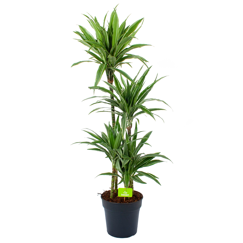 Dracaena White Stripe - Op Stam - Drakenbloedboom - P27 H150 - Kamerplant 3 Dracaena White Stripe - Op Stam - Drakenbloedboom - P27 H150 - Kamerplant