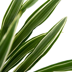 Dracaena White Stripe - Op Stam - Drakenbloedboom - P27 H150 - Kamerplant 6 Dracaena White Stripe - Op Stam - Drakenbloedboom - P27 H150 - Kamerplant -Tuinplantenwinkel dracaena white stripe op stam drakenbloedboom p27 h150 6 2