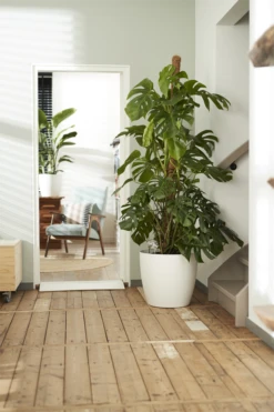 Bloempot Elho Brussels Rond 47cm - Met Wielen - Wit 6 Bloempot Elho Brussels Rond 47cm - Met Wielen - Wit -Tuinplantenwinkel elho brussels rond wielen 47 wit bloempot 6 7