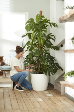 Bloempot Elho Brussels Rond 47cm - Met Wielen - Wit 7 Bloempot Elho Brussels Rond 47cm - Met Wielen - Wit -Tuinplantenwinkel elho brussels rond wielen 47 wit bloempot 7 7