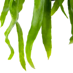 Epiphyllum Pumilum - In Hangpot - P17 H40 - Kamerplant -Tuinplantenwinkel epiphyllum pumilum in hangpot p17 h40 6 1