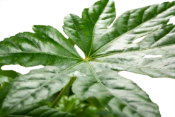 Fatsia Japonica - Vingerplant - P19 H60 - Kamerplant -Tuinplantenwinkel fatsia japonica vingerplant p19 h60 5
