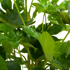 Fatsia Japonica - Vingerplant - P19 H60 - Kamerplant -Tuinplantenwinkel fatsia japonica vingerplant p19 h60 6