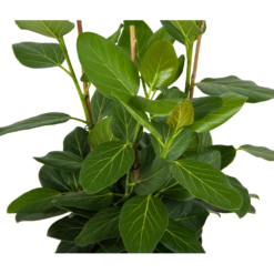 Ficus Benghalensis Audrey - Groene Vijg - Toef - P27 H80 - Kamerplant -Tuinplantenwinkel ficus benghalensis audrey groene vijg toef p27 h80 kamerplant 2