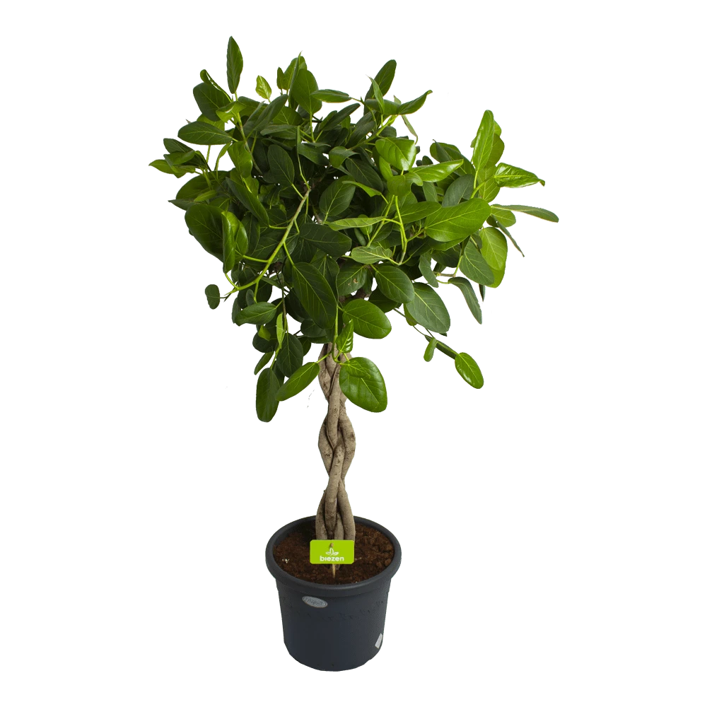 Ficus Benghalensis Audrey Op Gevlochten Stam - Groene Vijg - P40 H175 - Kamerplant 3 Ficus Benghalensis Audrey Op Gevlochten Stam - Groene Vijg - P40 H175 - Kamerplant