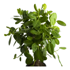 Ficus Benghalensis Audrey Op Stam - Groene Vijg - P31 H120 - Kamerplant 8 Ficus Benghalensis Audrey Op Stam - Groene Vijg - P31 H120 - Kamerplant -Tuinplantenwinkel ficus benghalensis audrey op stam groene vijg p31 h120 2