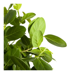 Ficus Benghalensis Audrey Op Stam - Groene Vijg - P31 H120 - Kamerplant 9 Ficus Benghalensis Audrey Op Stam - Groene Vijg - P31 H120 - Kamerplant -Tuinplantenwinkel ficus benghalensis audrey op stam groene vijg p31 h120 3
