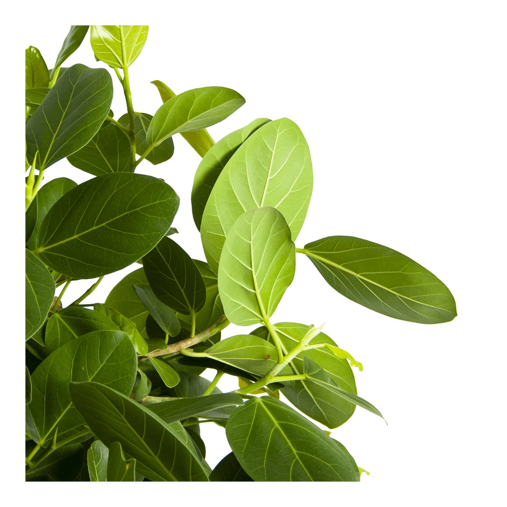 Ficus Benghalensis Audrey Op Stam - Groene Vijg - P31 H120 - Kamerplant 5 Ficus Benghalensis Audrey Op Stam - Groene Vijg - P31 H120 - Kamerplant - Afbeelding 3