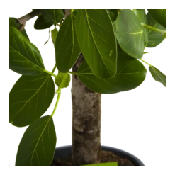 Ficus Benghalensis Audrey Op Stam - Groene Vijg - P31 H120 - Kamerplant 10 Ficus Benghalensis Audrey Op Stam - Groene Vijg - P31 H120 - Kamerplant -Tuinplantenwinkel ficus benghalensis audrey op stam groene vijg p31 h120 4