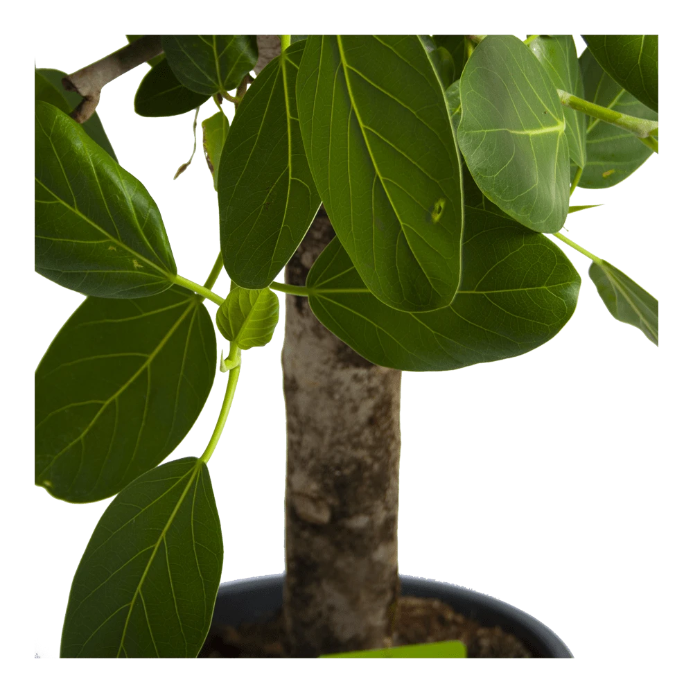Ficus Benghalensis Audrey Op Stam - Groene Vijg - P31 H120 - Kamerplant 6 Ficus Benghalensis Audrey Op Stam - Groene Vijg - P31 H120 - Kamerplant - Afbeelding 4