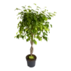 Ficus Benjamina Exotica Op Gevlochten Stam - Treurvijg - P24 H100 - Kamerplant -Tuinplantenwinkel ficus benjamina exotica op gevlochten stam treurvijg p24 h100 1
