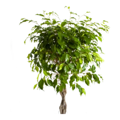 Ficus Benjamina Exotica Op Gevlochten Stam - Treurvijg - P24 H100 - Kamerplant -Tuinplantenwinkel ficus benjamina exotica op gevlochten stam treurvijg p24 h100 2