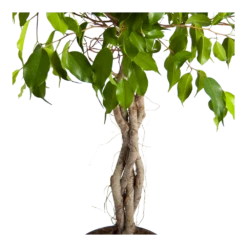 Ficus Benjamina Exotica Op Gevlochten Stam - Treurvijg - P24 H100 - Kamerplant -Tuinplantenwinkel ficus benjamina exotica op gevlochten stam treurvijg p24 h100 3