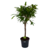 Ficus Binnendijkii Amstel King Op Stam - Treurvijg - P31 H140 - Kamerplant -Tuinplantenwinkel ficus binnendijkii amstel king op stam treurvijg p31 h140 1