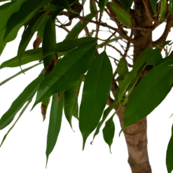 Ficus Binnendijkii Amstel King Op Stam - Treurvijg - P31 H140 - Kamerplant -Tuinplantenwinkel ficus binnendijkii amstel king op stam treurvijg p31 h140 5