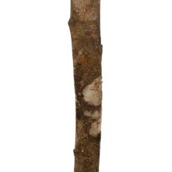 Ficus Binnendijkii Amstel King Op Stam - Treurvijg - P31 H140 - Kamerplant -Tuinplantenwinkel ficus binnendijkii amstel king op stam treurvijg p31 h140 6