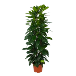 Ficus Cyathistipula - Groene Vijg - Op Zuil - P29 H150 - Kamerplant 7 Ficus Cyathistipula - Groene Vijg - Op Zuil - P29 H150 - Kamerplant -Tuinplantenwinkel ficus cyathistipula groene vijg op zuil p29 h150 1