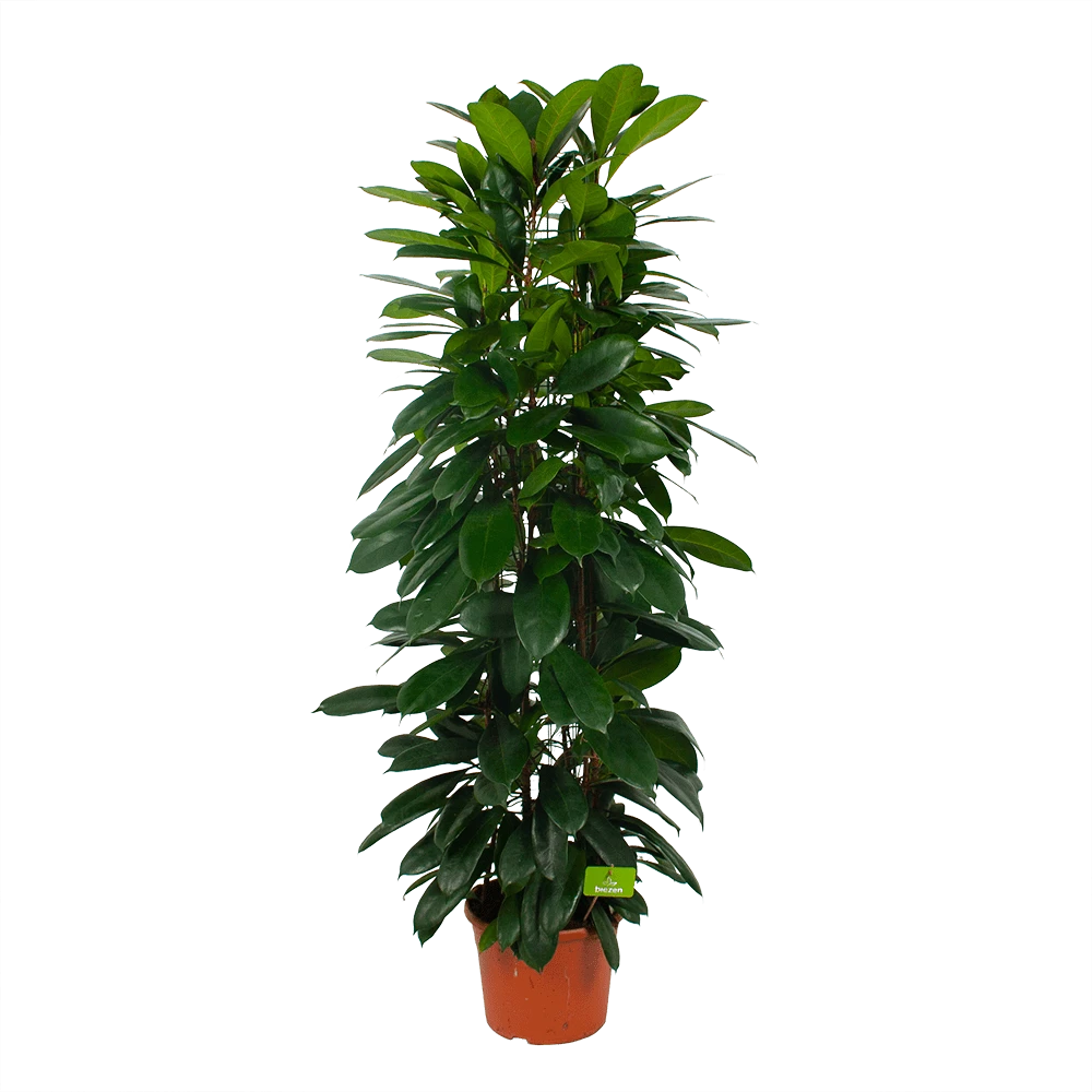 Ficus Cyathistipula - Groene Vijg - Op Zuil - P29 H150 - Kamerplant 4 Ficus Cyathistipula - Groene Vijg - Op Zuil - P29 H150 - Kamerplant - Afbeelding 2