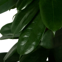 Ficus Cyathistipula - Groene Vijg - Op Zuil - P29 H150 - Kamerplant 8 Ficus Cyathistipula - Groene Vijg - Op Zuil - P29 H150 - Kamerplant -Tuinplantenwinkel ficus cyathistipula groene vijg op zuil p29 h150 5