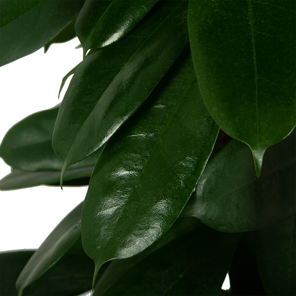 Ficus Cyathistipula - Groene Vijg - Op Zuil - P29 H150 - Kamerplant 5 Ficus Cyathistipula - Groene Vijg - Op Zuil - P29 H150 - Kamerplant - Afbeelding 3