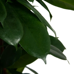 Ficus Cyathistipula - Groene Vijg - Op Zuil - P29 H150 - Kamerplant 9 Ficus Cyathistipula - Groene Vijg - Op Zuil - P29 H150 - Kamerplant -Tuinplantenwinkel ficus cyathistipula groene vijg op zuil p29 h150 6