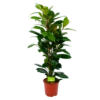 Ficus Cyathistipula - Groene Vijg - Toef - P21 H105 - Kamerplant -Tuinplantenwinkel ficus cyathistipula groene vijg toef p21 h105 1 1