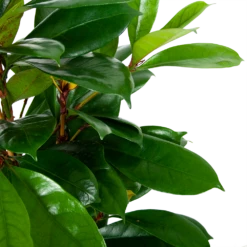 Ficus Cyathistipula - Groene Vijg - Toef - P21 H105 - Kamerplant -Tuinplantenwinkel ficus cyathistipula groene vijg toef p21 h105 5 1