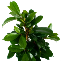 Ficus Cyathistipula - Groene Vijg - Toef - P21 H105 - Kamerplant -Tuinplantenwinkel ficus cyathistipula groene vijg toef p21 h105 6 1